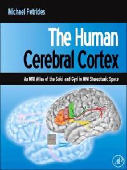 The Human Cerebral Cortex