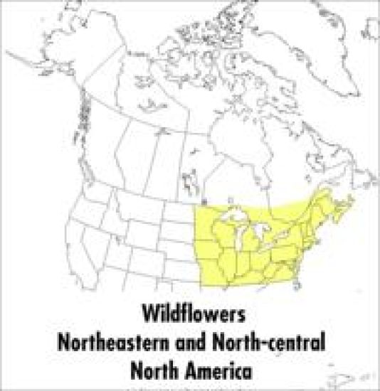 Peterson Field Guide To Wildflowers, A