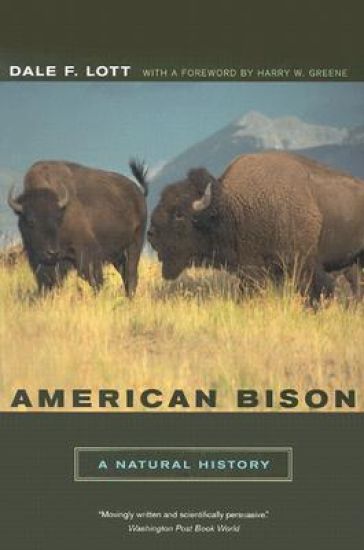 American Bison