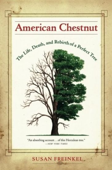 American Chestnut