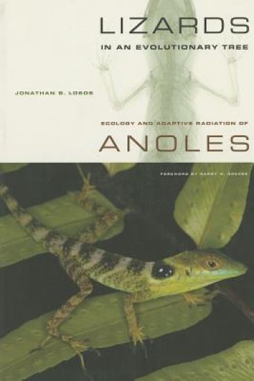Lizards in an Evolutionary Tree