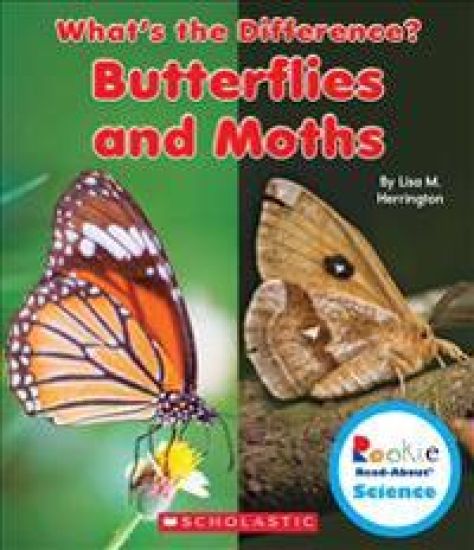 Butterflies and Moths