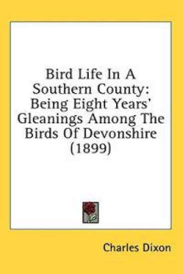 Bird Life In A Southern County
