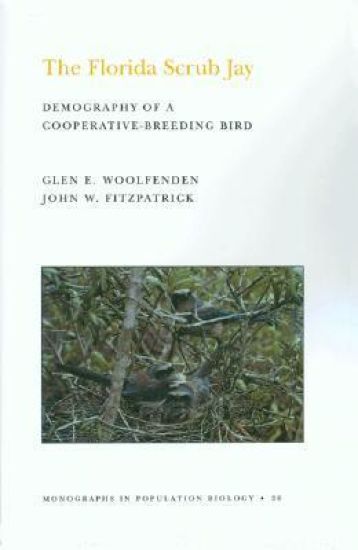 The Florida Scrub Jay