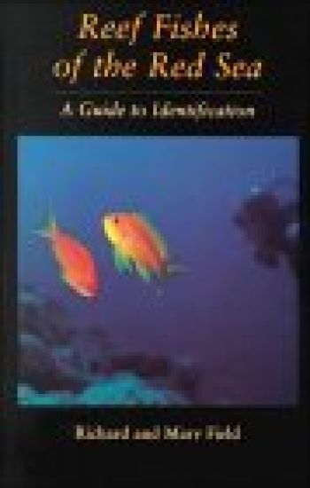 Reef Fish Of The Red Sea
