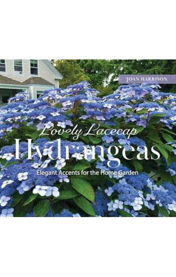 Lovely Lacecap Hydrangeas