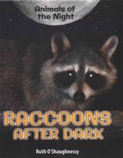 Raccoons After Dark