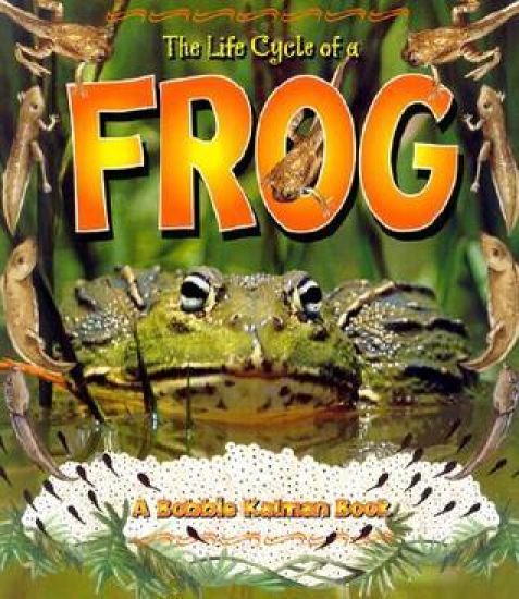 The Life Cycle of the Frog