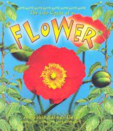 The Life Cycle of the Flower