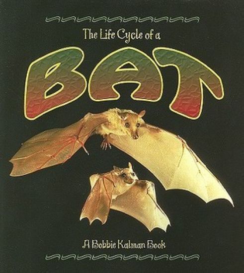 The Life Cycle of the Bat