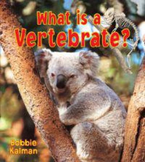 What is a Vertebrate