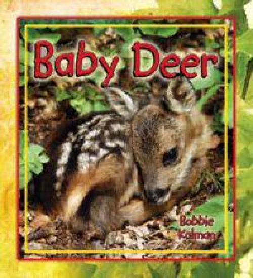 Baby Deer