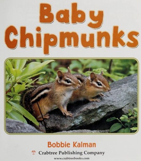 Baby Chipmunks