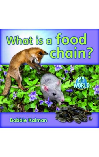 What Is a Food Chain?