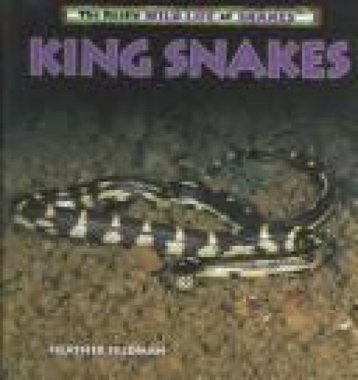 King Snakes