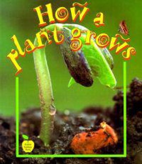 How A Plant Grows