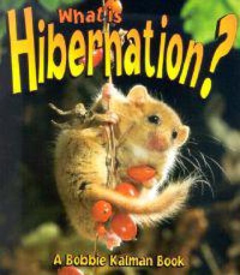 What is Hibernation