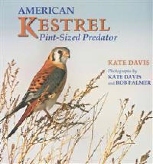 American Kestrel