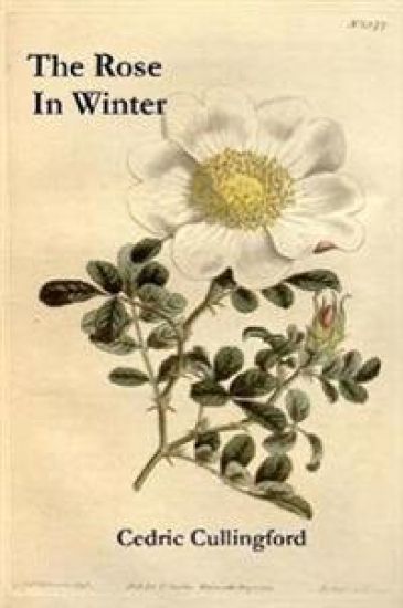 The Rose in Winter