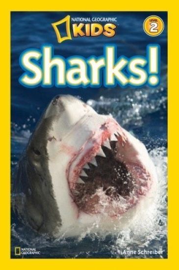 Sharks!