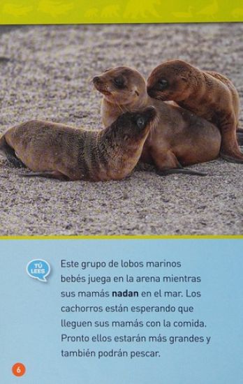 National Geographic Readers: Sigueme! (Follow Me!): Animales Papas Y Bebes