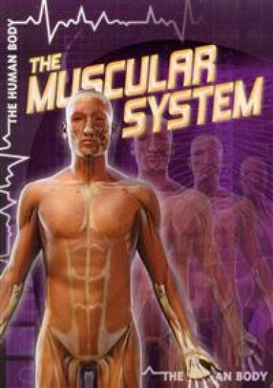 The Muscular System