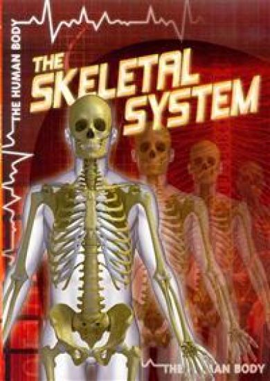 The Skeletal System