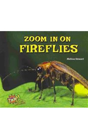 Zoom in on Fireflies