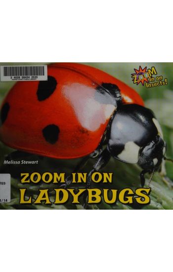 Zoom in on Ladybugs