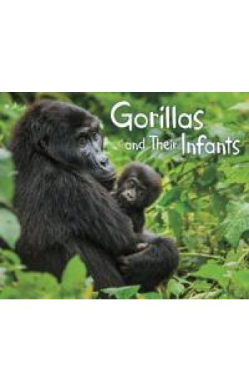 Gorillas and Their Infants