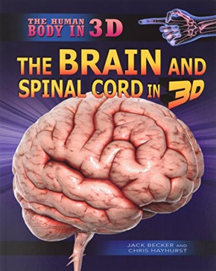 The Brain and Spinal Cord in 3D