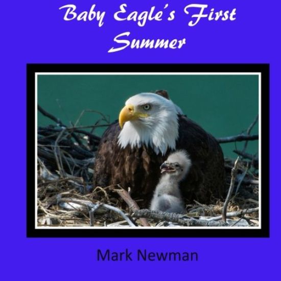 Baby Eagle's First Summer