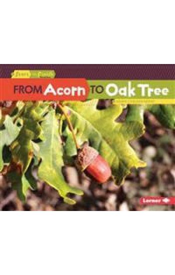 From Acorn to Oak Tree