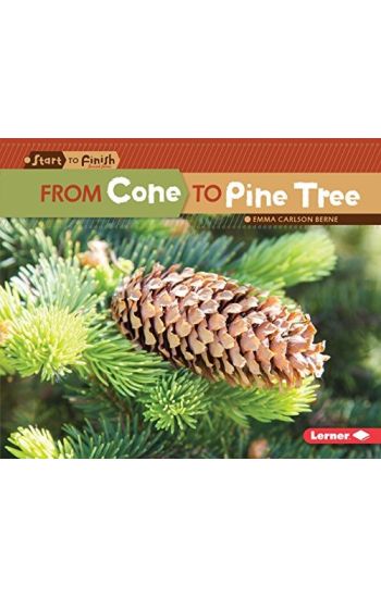 From Cone to Pine Tree