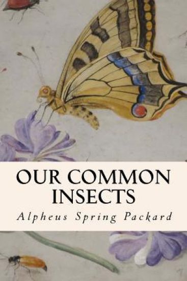 Our Common Insects