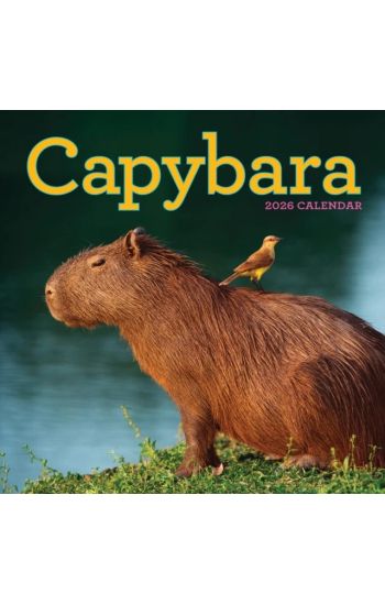 Capybara Wall Calendar 2026