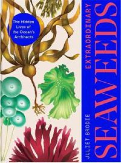 Seaweed
