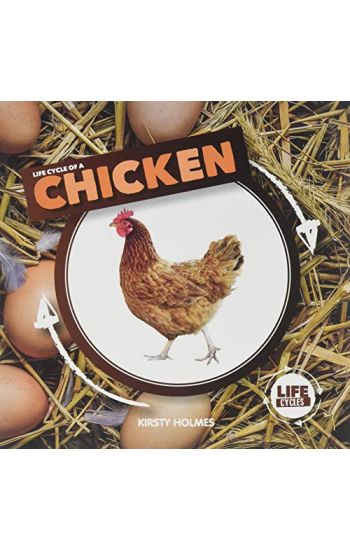 Life Cycle of a Chicken