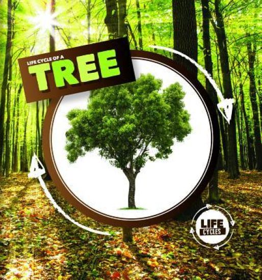 Life Cycle of a Tree