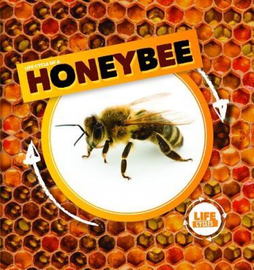 Life Cycle of a Honeybee