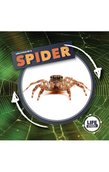 Life Cycle of a Spider