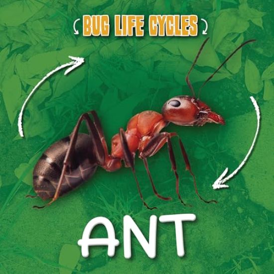 Ant