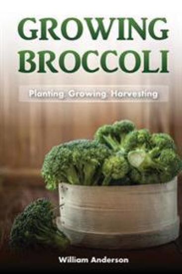 Broccoli Growing: Planting, Growing, Harvesting