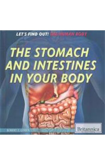 The Stomach and Intestines in Your Body