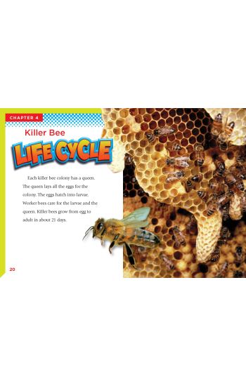 Killer Bees