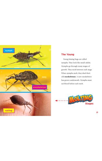 Kissing Bugs