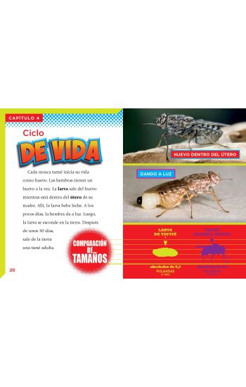 La Mosca Tsetsé