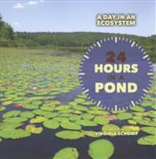 24 Hours in a Pond