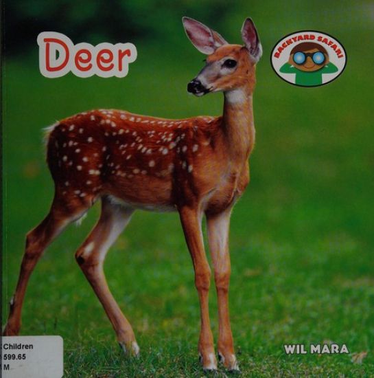 Deer