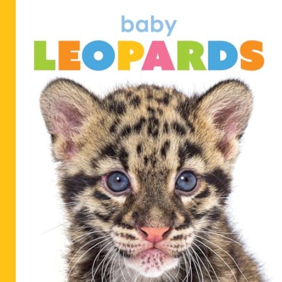 Baby Leopards